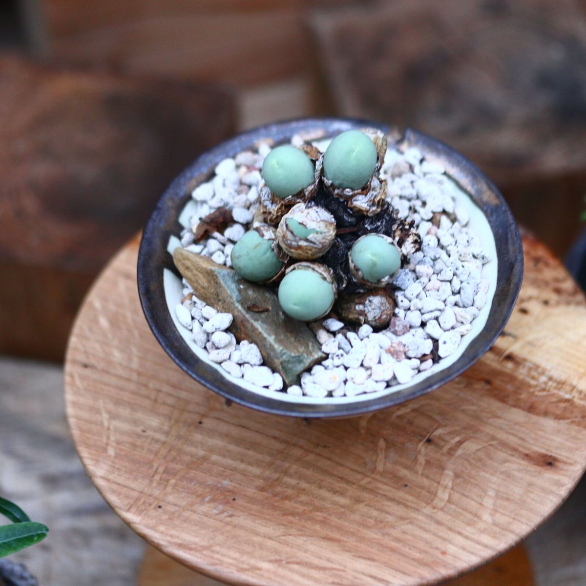 コノフィツム カルキュルス／Conophytum calculus no.102452