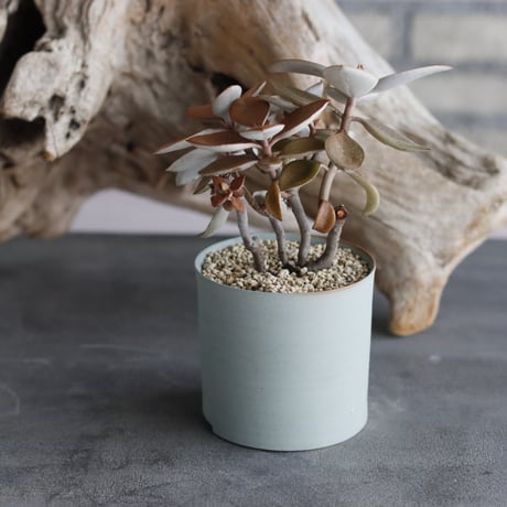 Kalanchoe orgyalis (仙人の舞) × 備前鉢3号 / twurue  no.607-18