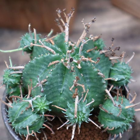 ユーフォルビア  バリダ／Euphorbia valida    no.92507