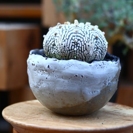 アストロフィツム   スーパー兜／Astrophytum asterias 'Super Kabuto'   no.121239