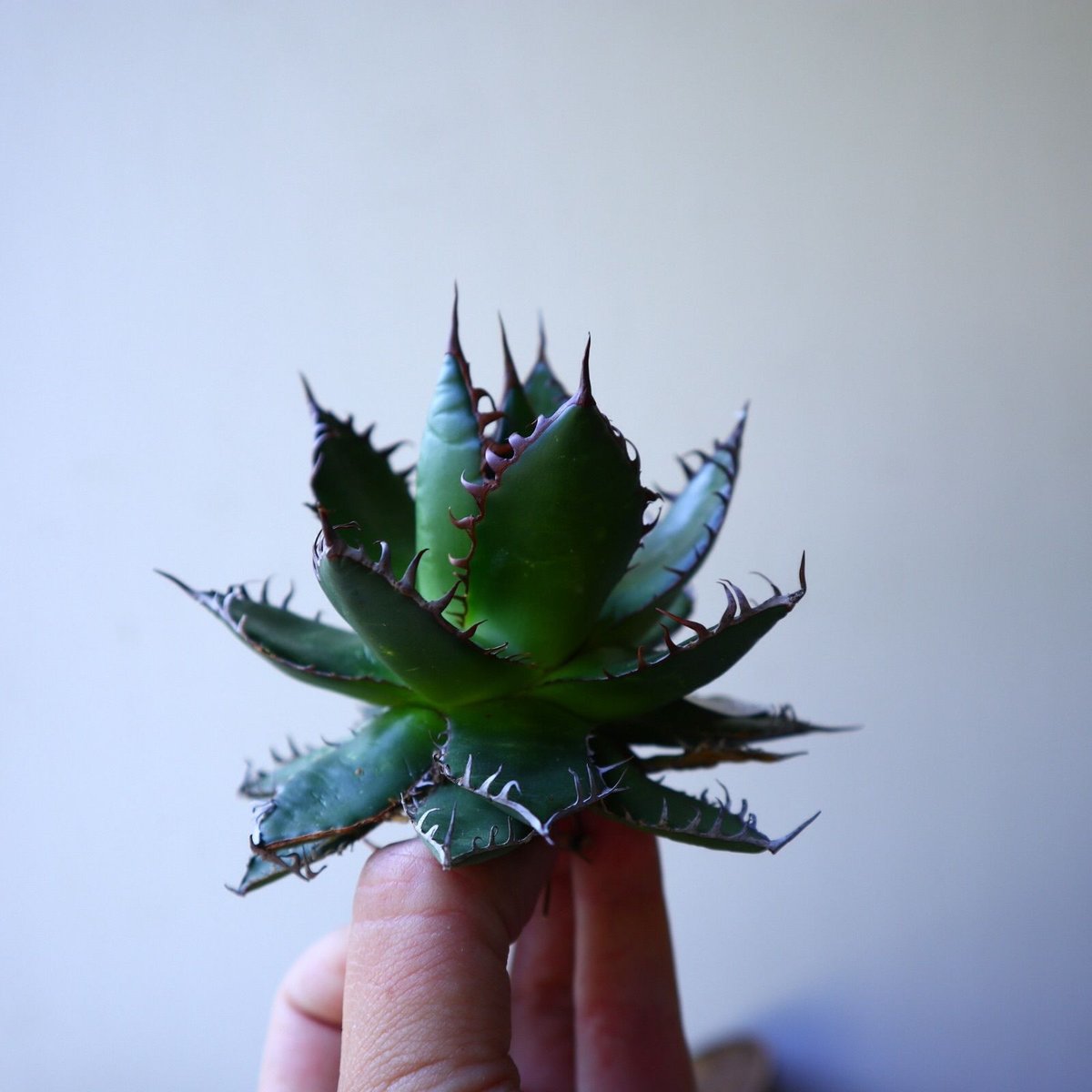 アガベ ホリダ Agave horrida no.42805 | 芽の巣山