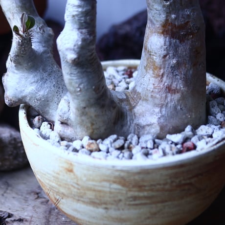 パキポディウム ブレビカリックス     Pachypodium densiflorum var. brevicalyx    no.42696