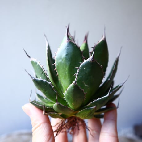 アガベ ホリダ   Agave horrida    no.111016