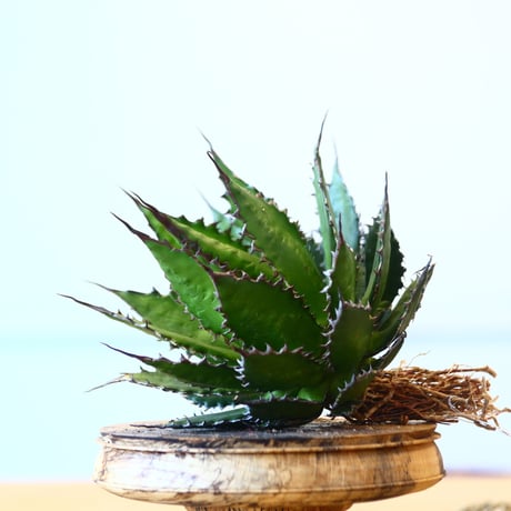 Agave horrida / Style of Chika   no.1015/68