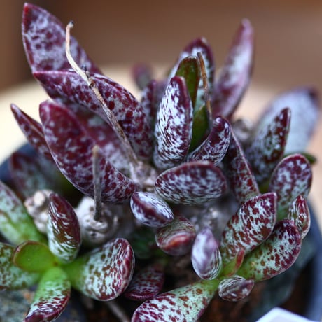 アドロミスクス トリギナス／Adromischus trigynus  no.40308