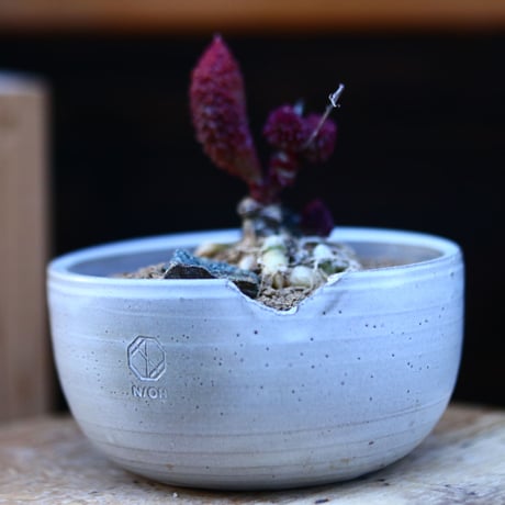 アドロミクス マリアニアエ  へレイ〝レッドボール″／Adromischus marianiae  var.herrei〝Redball″    no.13072