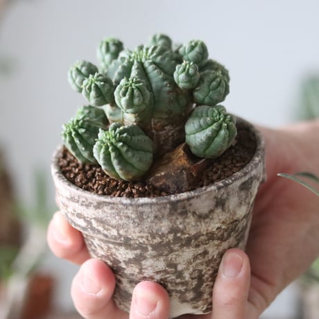Euphorbia obesa 梵天  × たけろうポット    no.51207
