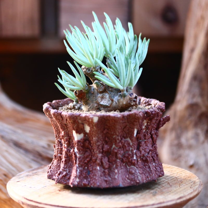 【実生２年目】チレコドン・ペアルソニー（白象）＿実生株 チレコドン ペアルソニー 