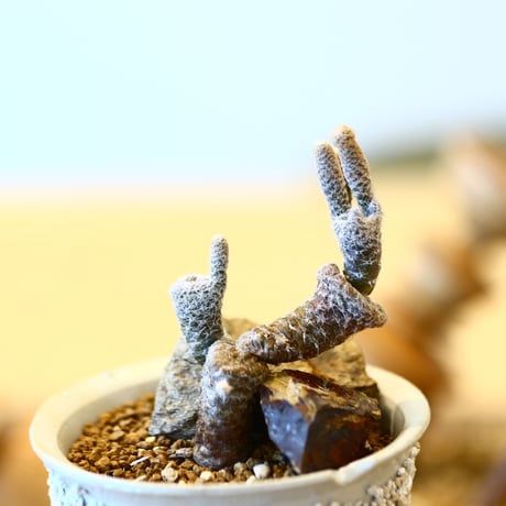 キノコ団扇 / Puna clavarioides    no.82014