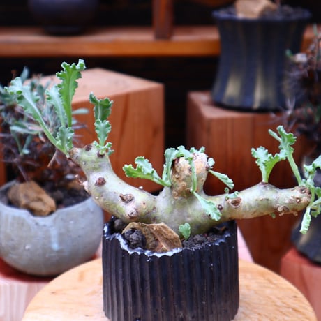 ペラルゴニム クリンガルドテンセ／Pelargonium Klinghardtense  no.50120