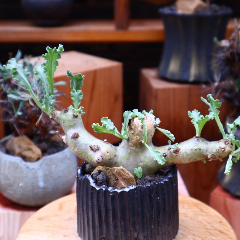 ペラルゴニム クリンガルドテンセ/Pelargonium Klinghardtense ペラルゴニム クリンガルドテンセ/Pelargonium Klinghardtense