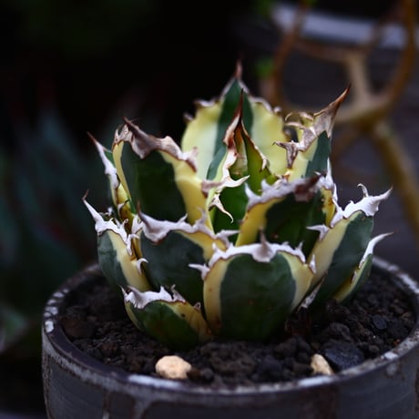 チタノタ スナグルトゥース／Agave titanota 'Snaggle Tooth'    no.91235