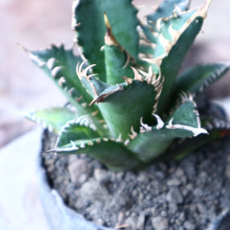 アガベ  チタノタ  レッドキャットウィーズル   Agave titanota"Red Catweezle”   no.90805