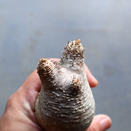 パキポディウム グラキリス 抜苗  Pachypodium rosulatum var. gracilius no.92921