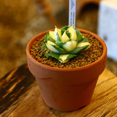 Agave potatorum × YAMABACHI    no.123162