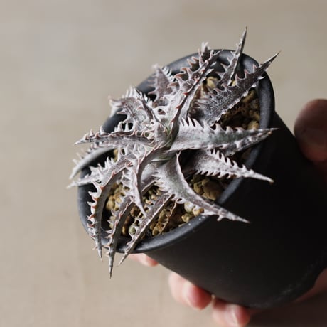 Dyckia No.1×Jack Otto Hybrid (3.5号鉢)  no.913/53