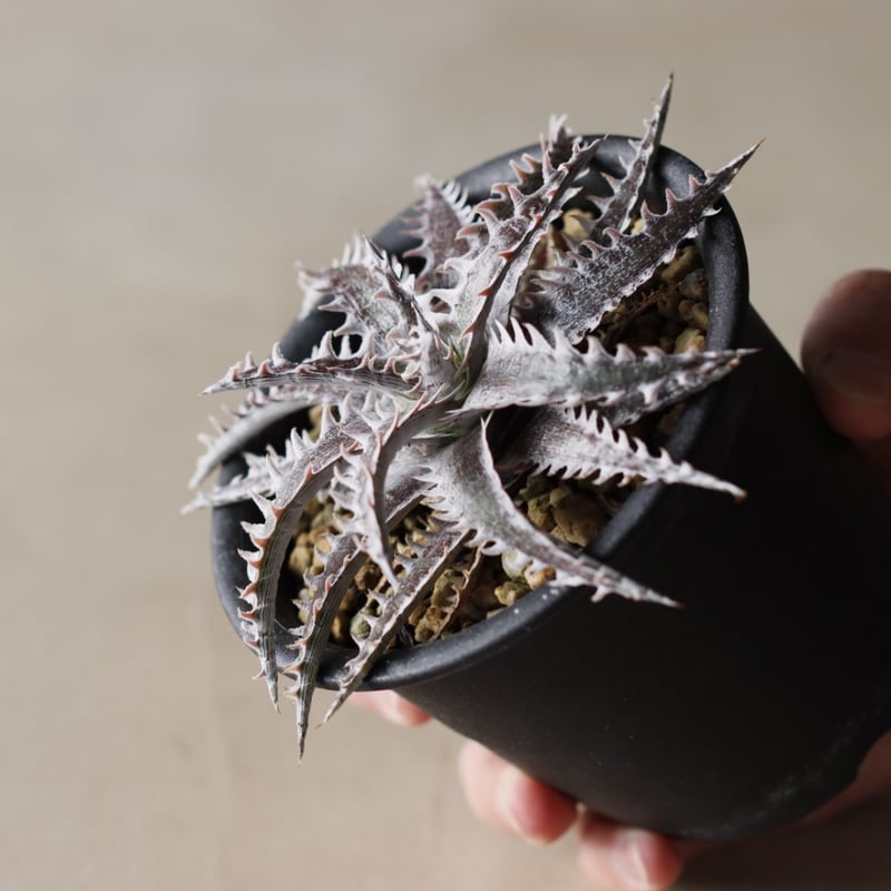 Dyckia No.1×Jack Otto Hybrid (3.5号鉢) no.913/53