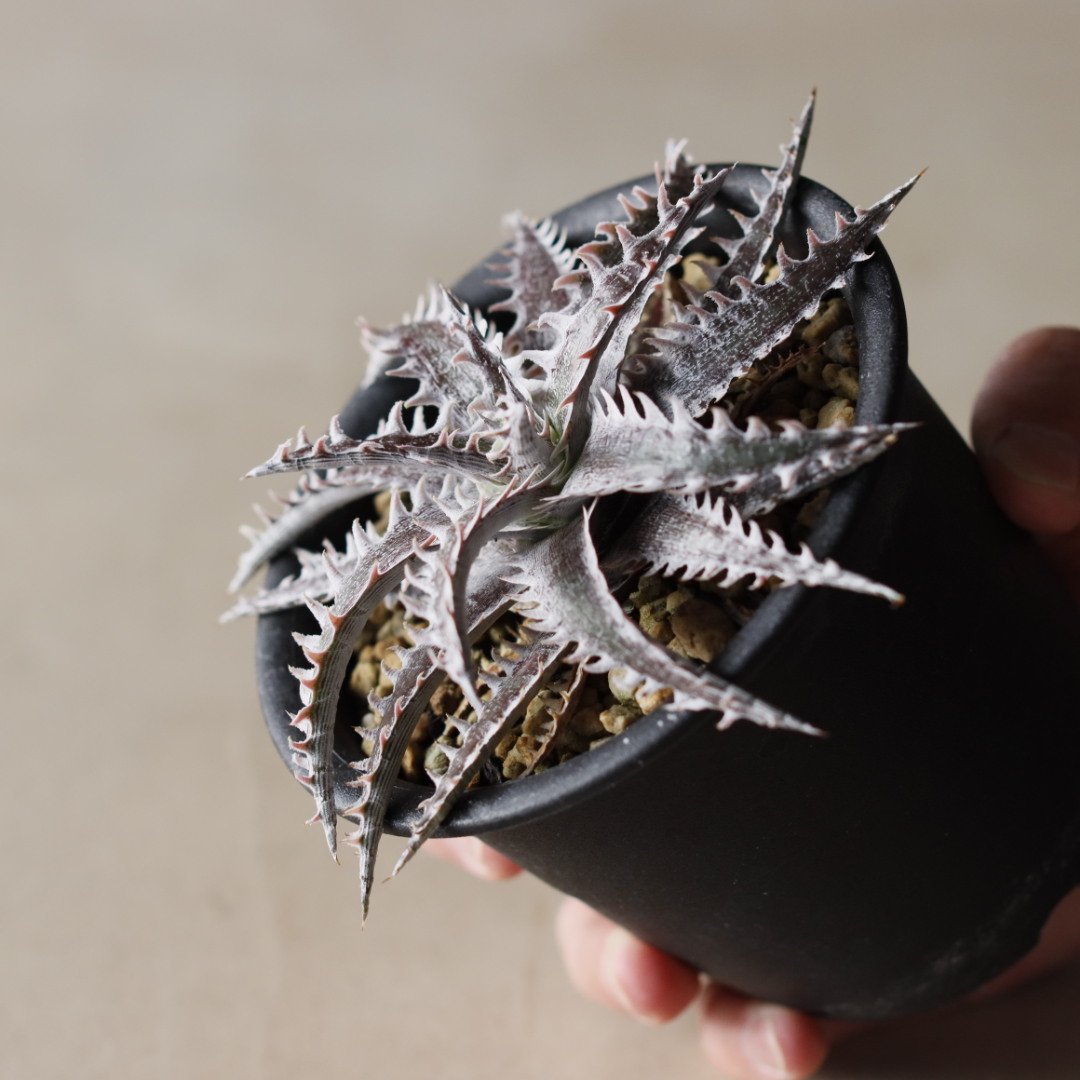 Dyckia No.1×Jack Otto Hybrid (3.5号鉢) no.913/53