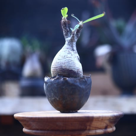 パキポディウム  グラキリス   Pachypodium  gracilius       no.22828