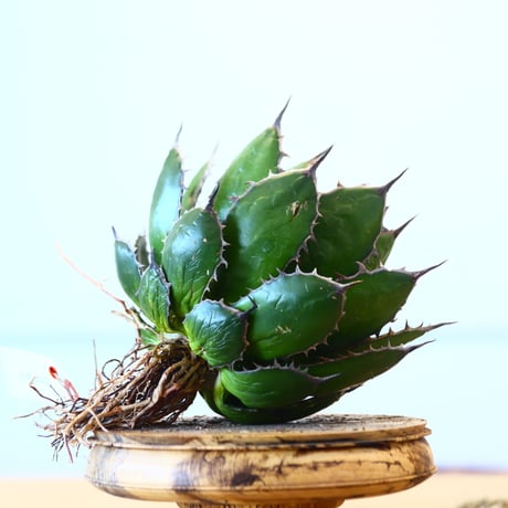 Agave horrida / Style of Chika   no.1015/49