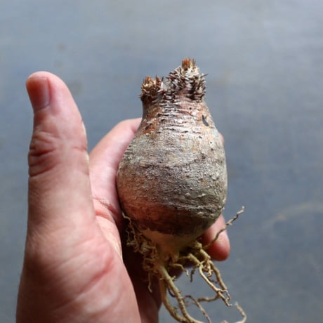 パキポディウム グラキリス 抜苗  Pachypodium rosulatum var. gracilius no.92913
