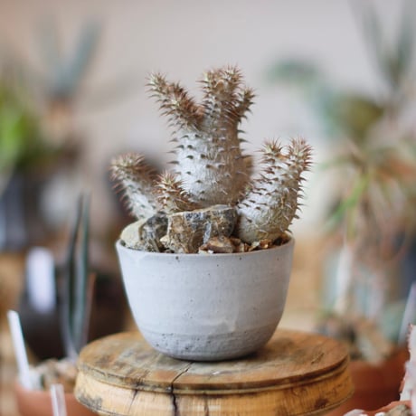 パキポディウム | STORES