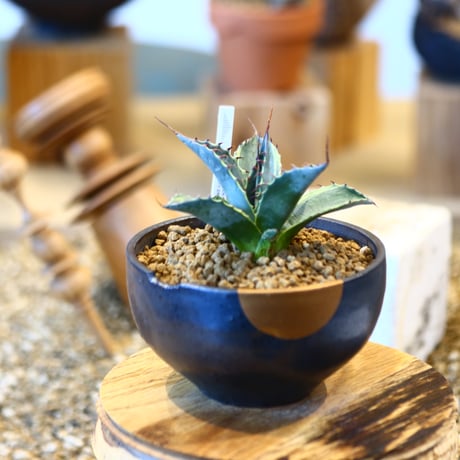 Agave parrasana〝Fire ball” × N/OH   no.10781