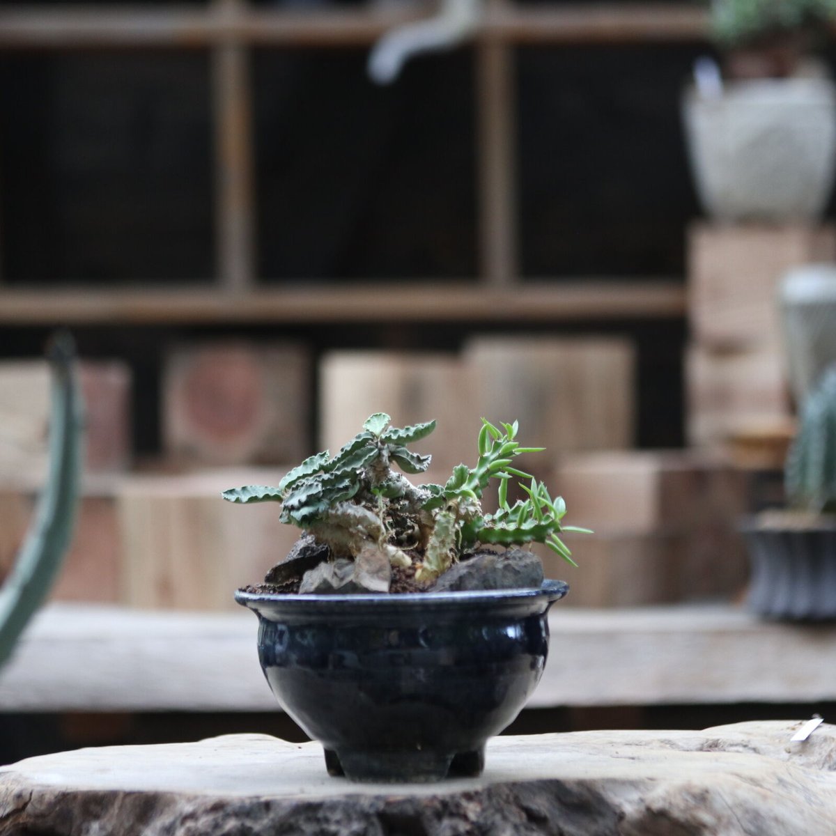 ユーフォルビア デカリー／Euphorbia decaryi no.111371 | 芽の巣山