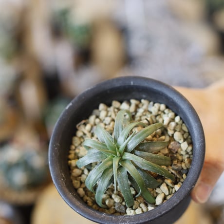 Dyckia rariflore (It’s most likely a D.remotiflora) (3号鉢)  no.1226/50