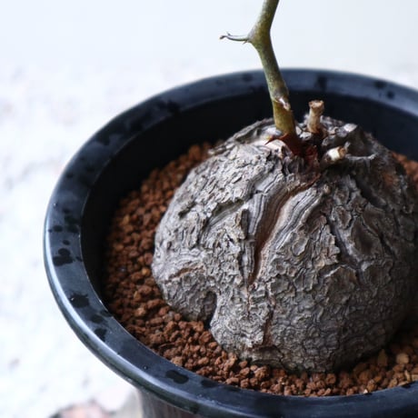 ディオスコレア   亀甲竜    Dioscorea elephantipe  no.923-13