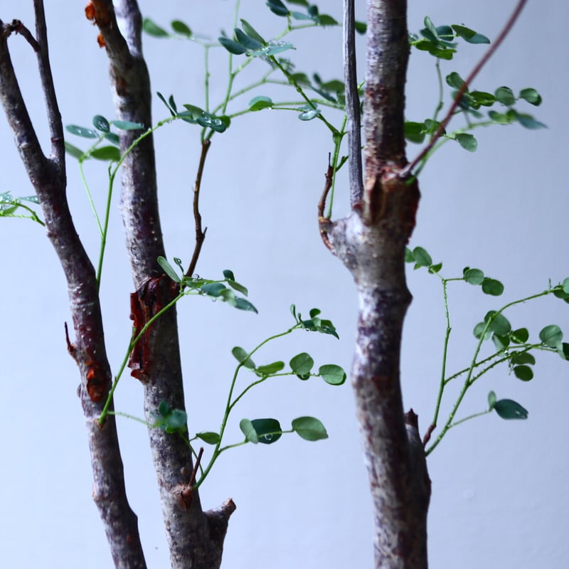 デロニクス プミラ Delonix pumila no.92714 | 芽の巣山