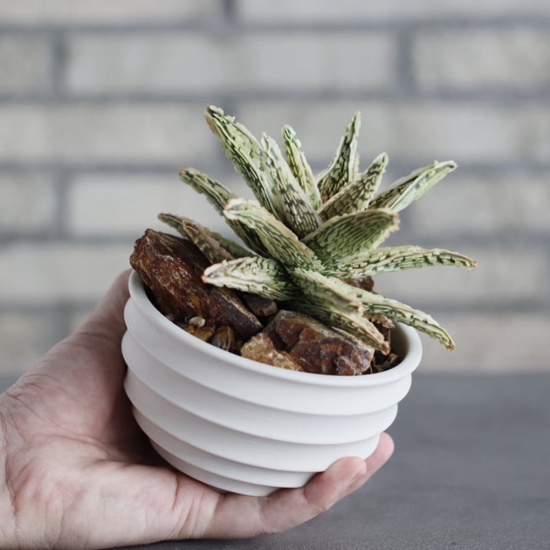 Aloe THE CORE HYBRID｀Sulfur' × #C21 × takero po