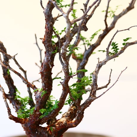 コミフォラ モンストローサ / Commiphora monstrosa   no.41621