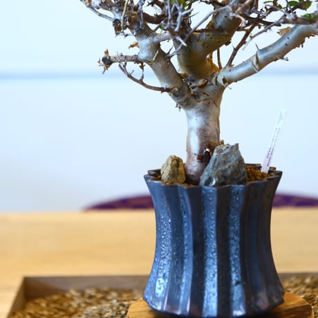Commiphora wightii × soso   no.101526