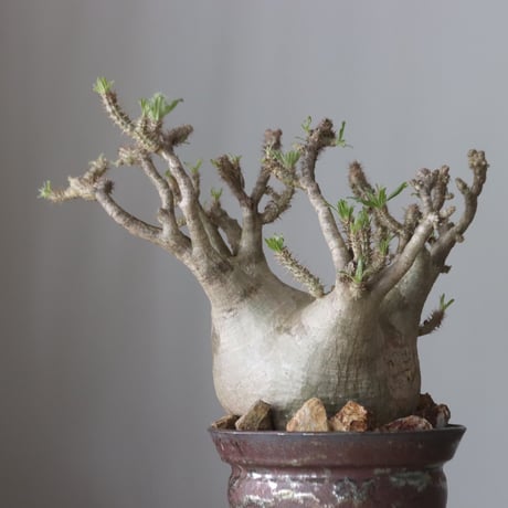 Pachypodium gracilius × Kazuhiro Arima / humanity pot (7.5号鉢)   no.420-46