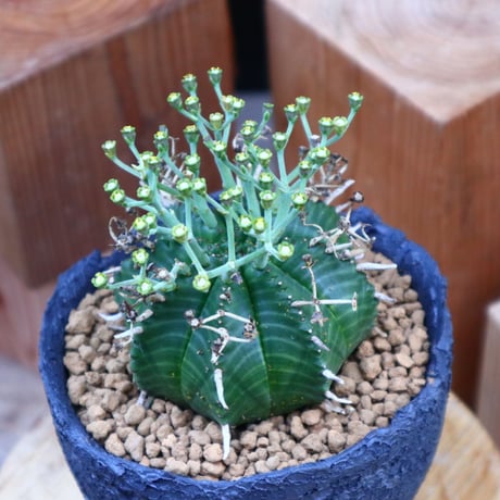 ユーフォルビア  バリダ♂／Euphorbia valida    no.60557