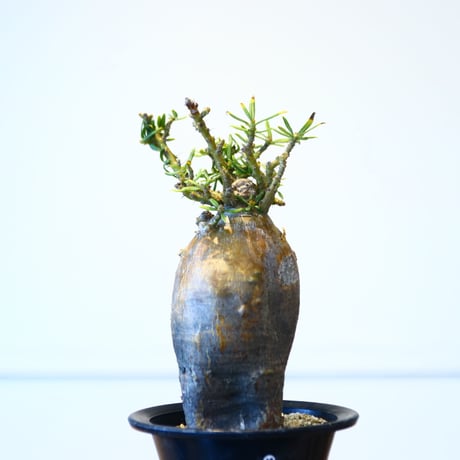 パキポディウム ビスピノーサム / Pachypodium bispinosum    no.51430