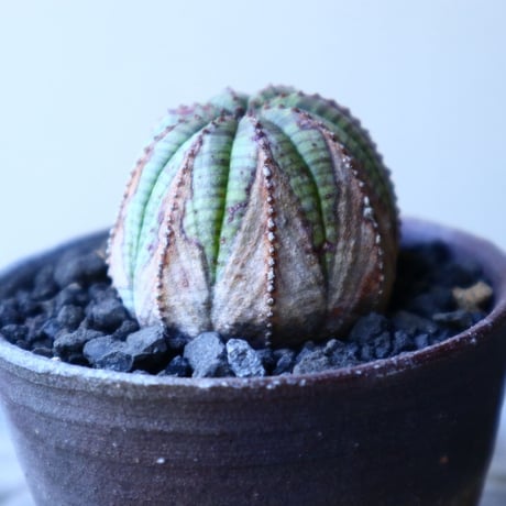ユーフォルビア  オベサ 　 Euphorbia obesa　no.52623