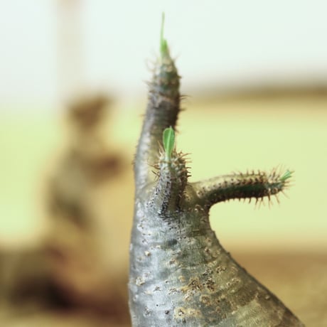 パキポディウム  グラキリス / Pachypodium  gracilius   no.52109