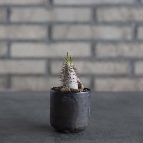 Pachypodium gracilius × Kazuhiro Arima (2.5号) no.614/17