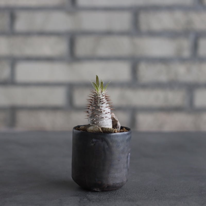 Pachypodium gracilius × Kazuhiro Arima (2.5号) n