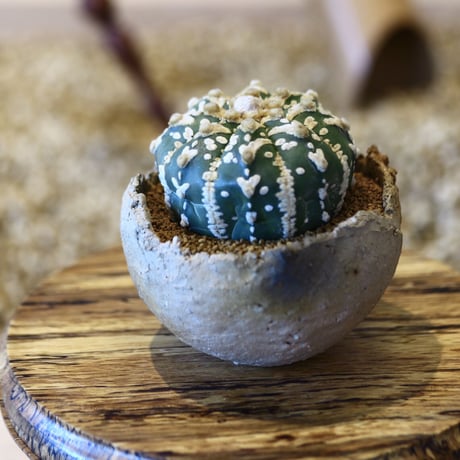 アストロフィツム〝スーパー兜″ アロータイプ / Astrophytum asterias Arrow type 'Super Kabuto'   no.50742