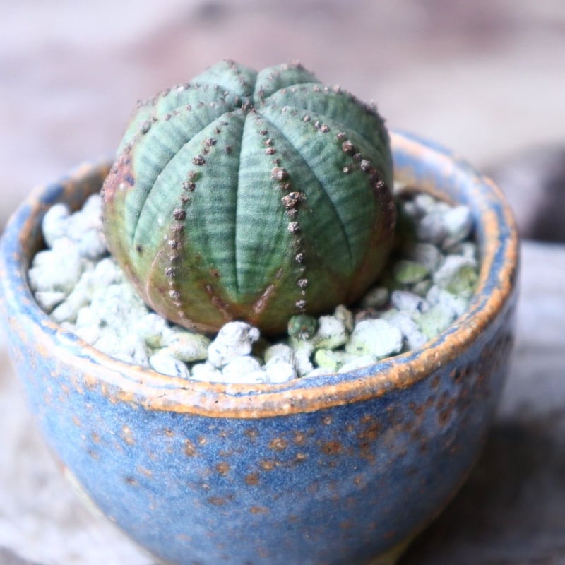 ユーフォルビア・オベサ（Euphorbia obesa） 作家鉢付き 雪だるま型 ユーフォルビア・オベサ（Euphorbia obesa） 作家鉢付き 雪だるま型