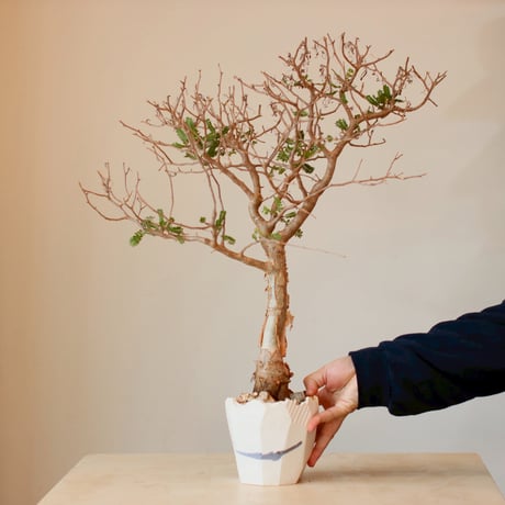 Bursera microphylla × N/OH (4号)  no.125/2