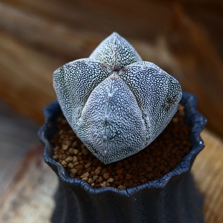 アストロフィツム  恩塚ランポー玉  / Astrophytum myriostigma cv.  no.22662