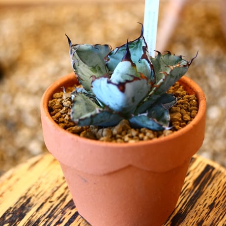 【9/9入荷未発根未活着ベアルート植込み】 Agave titanota black&bule   no.91760
