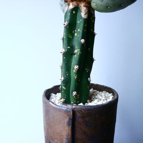 テフロカクタス    ゲオメトリクス   Tephrocactus geometricus  No.031