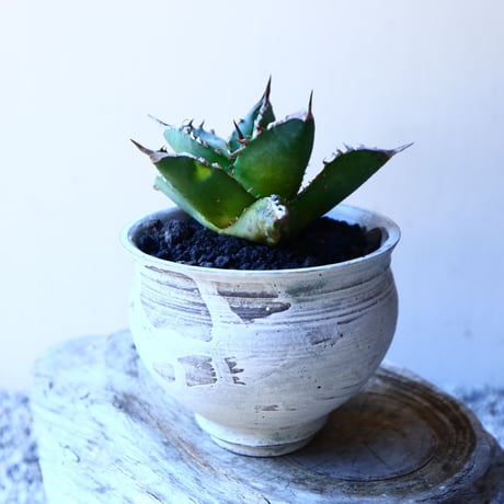 アガベ   チタノタ    Agave titanota    no.11237