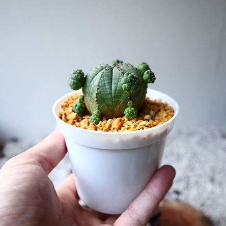 ユーフォルビア  オベサ  Euphorbia obesa  no.102820