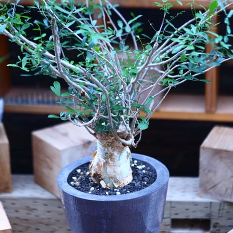 コミフォラ フンベルティ／commiphora humbertii   no.82913